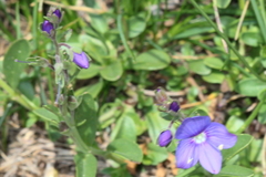 Veronica fruticans