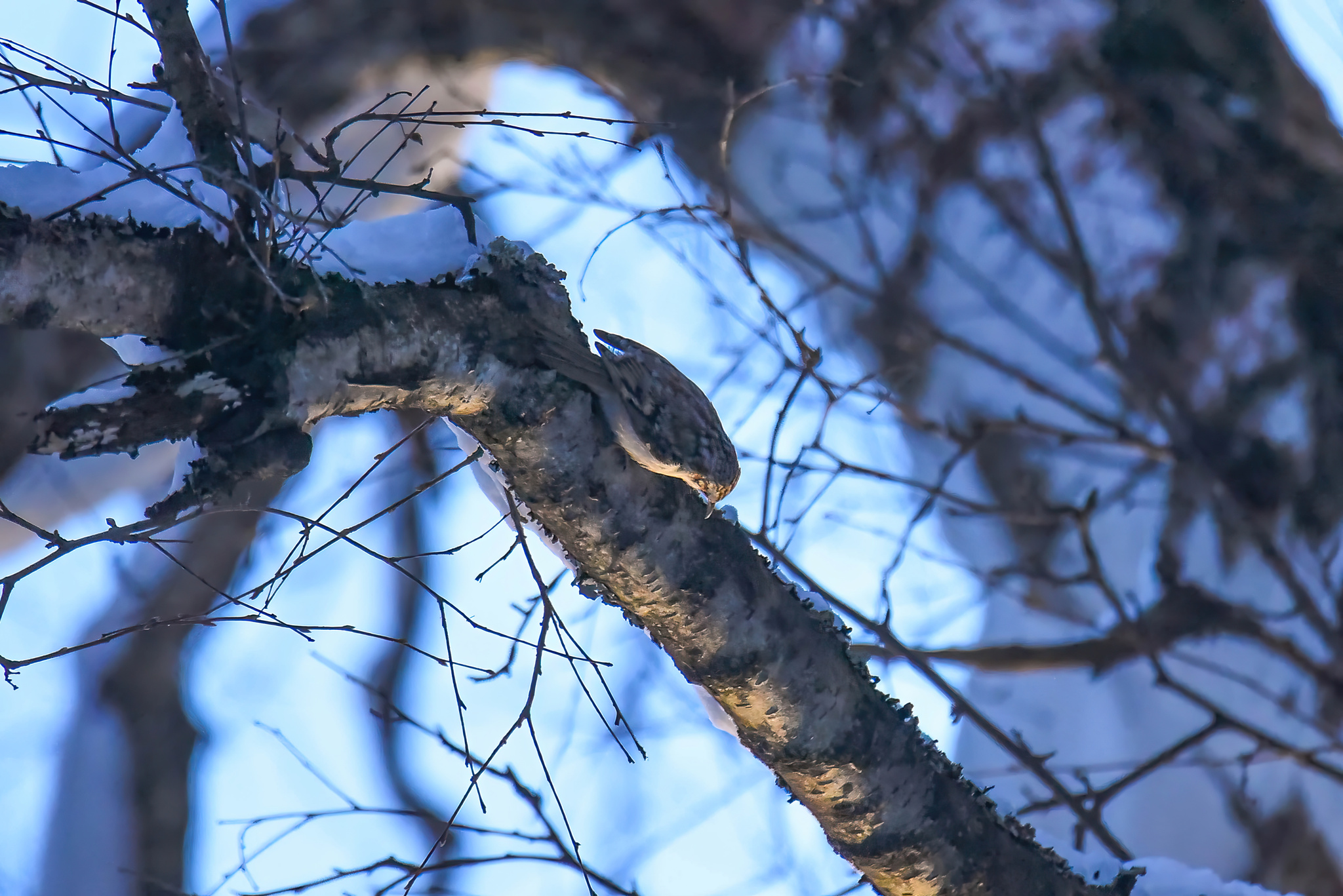 Eurasian Treecreeper (Certhia familiaris), photo 4