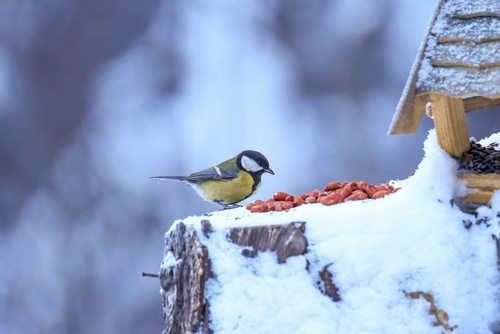 Great Tit (Parus major), photo 2