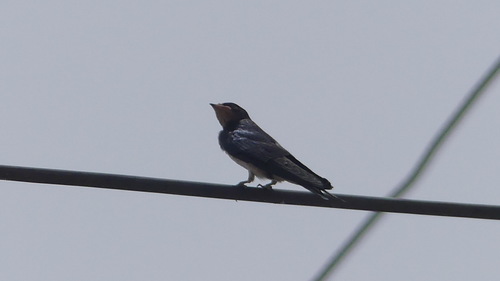 Barn Swallow