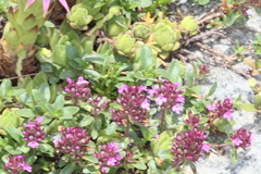 Thymus praecox polytrichus
