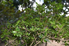 Grimmeodendron