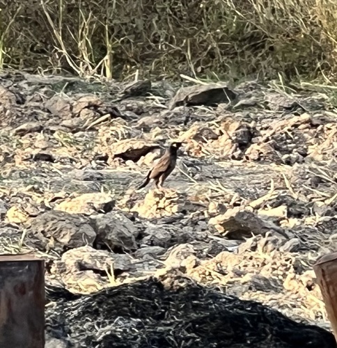 Common Myna