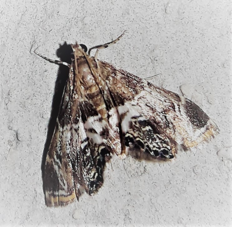 Moth
