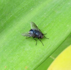 Calliphoroides antennatis