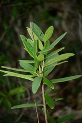 Malpighia suberosa