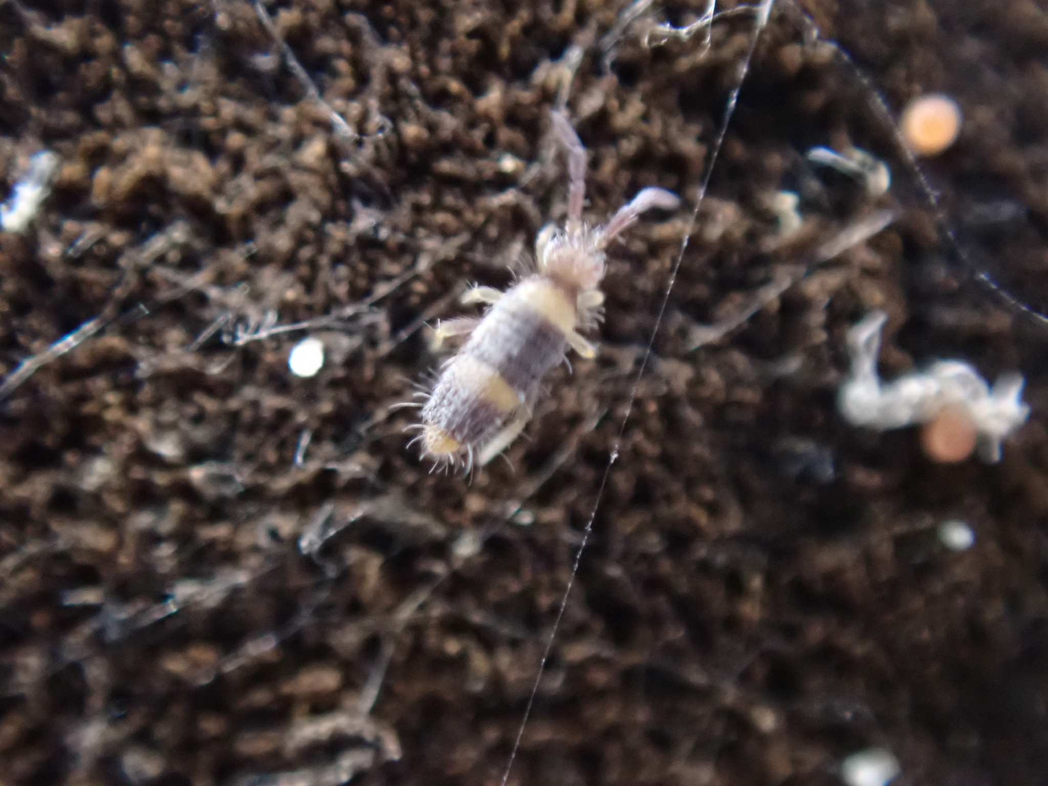 Entomobrya albocincta (R.Templeton, 1836)
