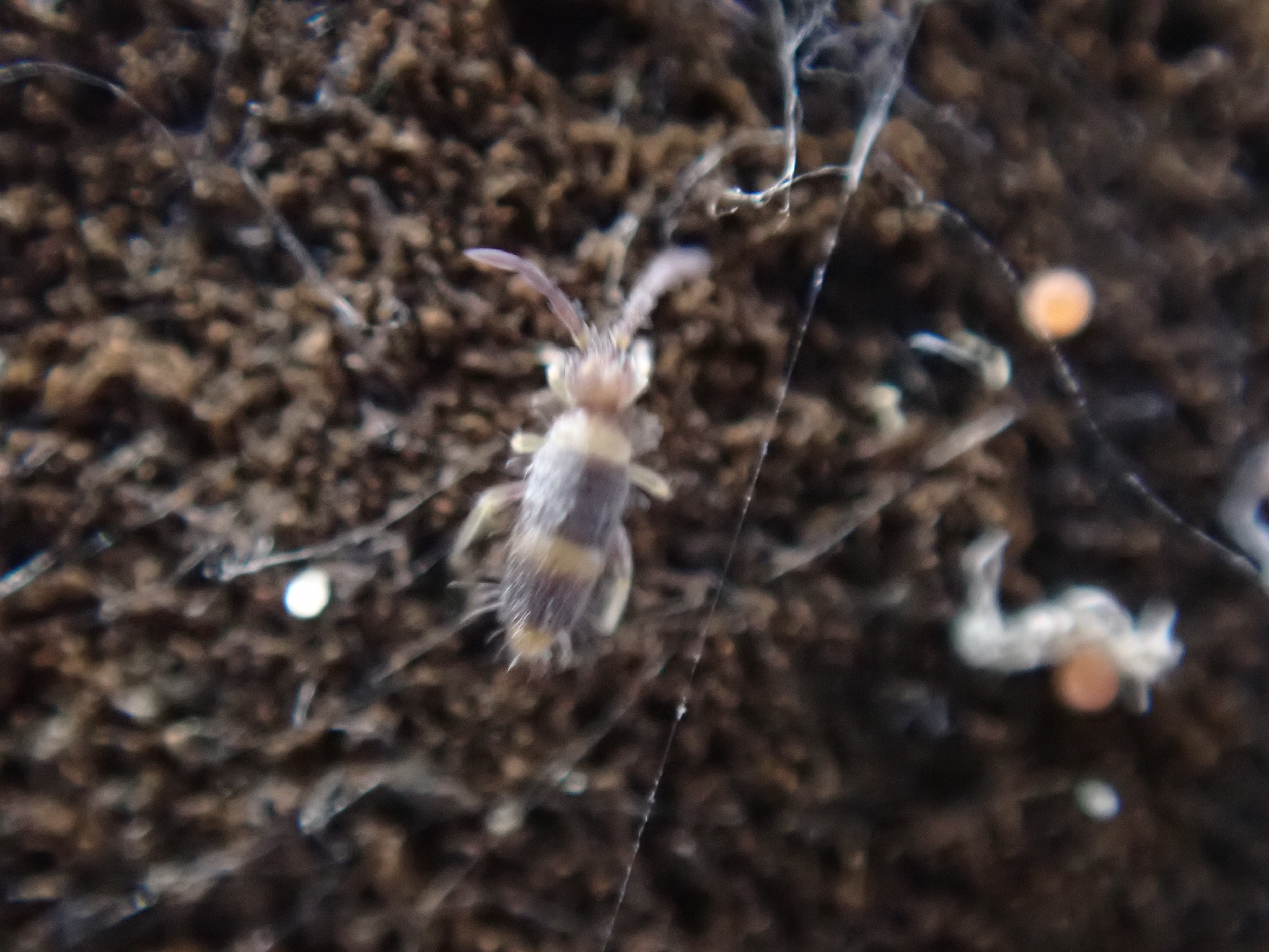 Entomobrya albocincta (R.Templeton, 1836)