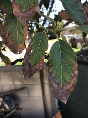Xylella fastidiosa