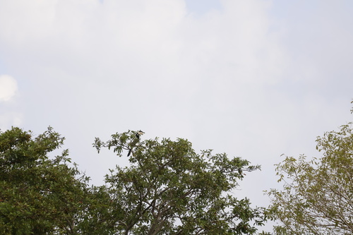 Malabar Pied Hornbill