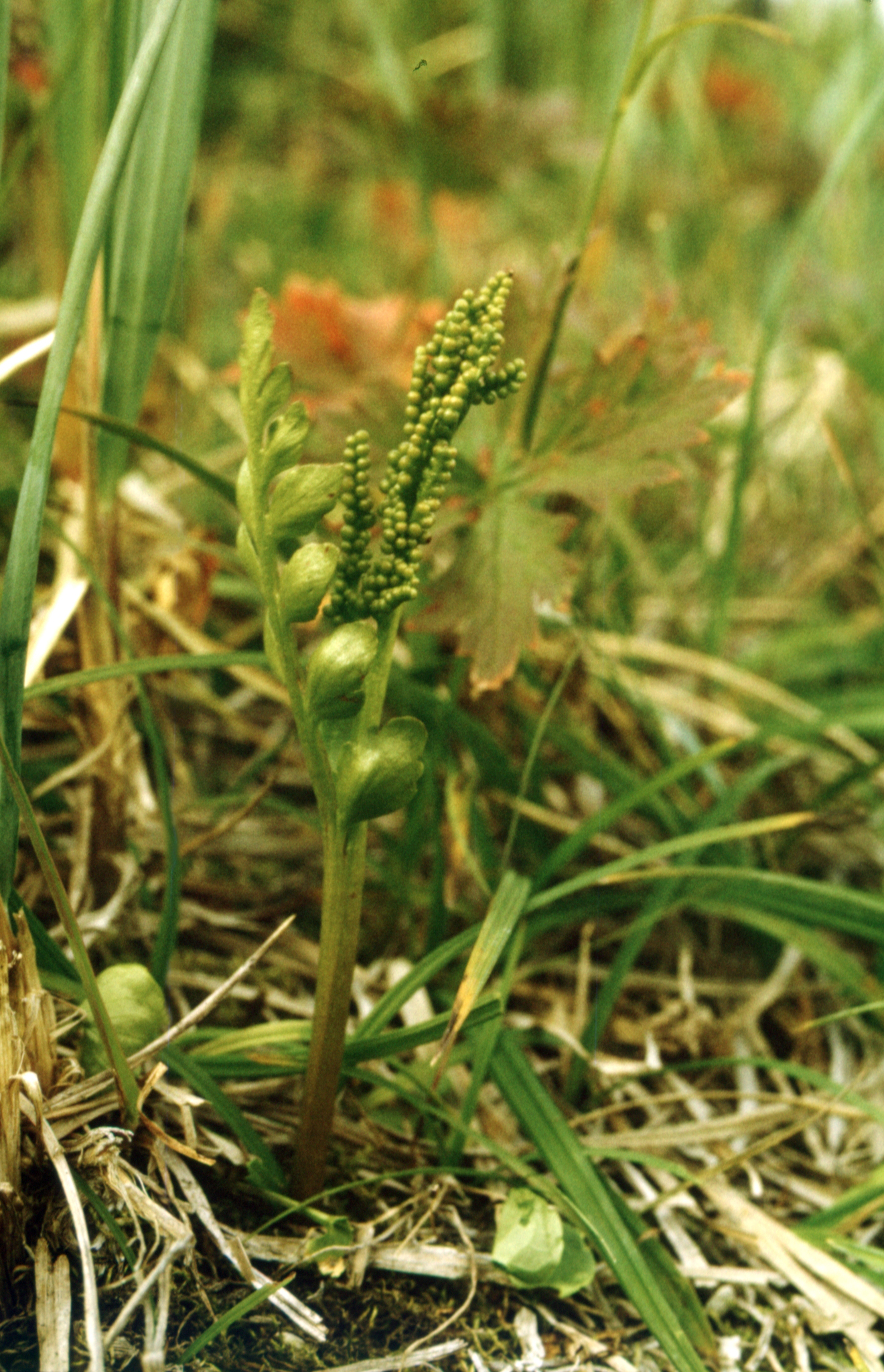 Northern Moonwort (Botrychium boreale)