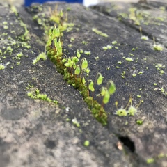 Ptychostomum capillare