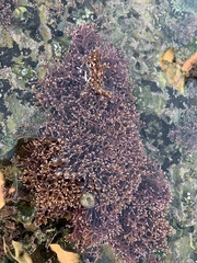 Calliarthron tuberculosum