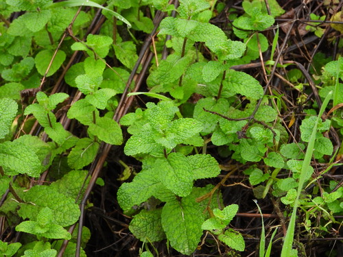 Menta