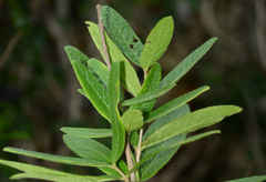 Malpighia suberosa