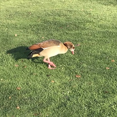 Alopochen aegyptiaca