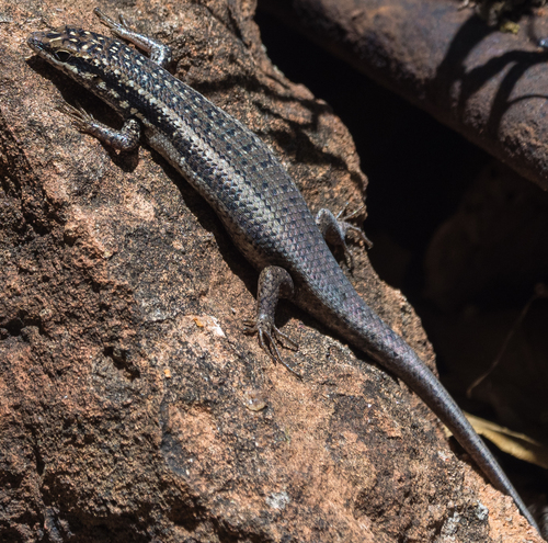 Gold-spotted Mabuya
