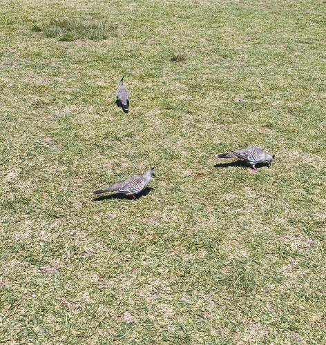 Crested Pigeon (Ocyphaps lophotes), photo 4