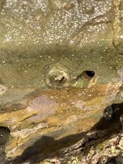 Vermetoidea