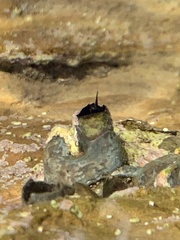 Vermetoidea