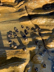 Littorinimorpha