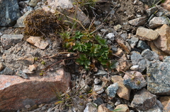 Potentilla turczaninowiana