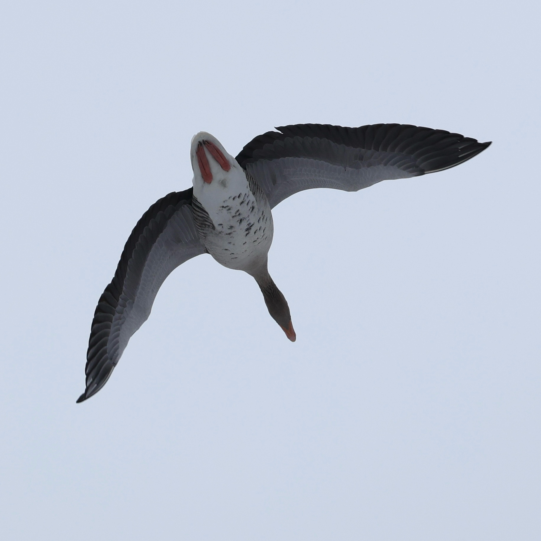 Greylag Goose (Anser anser), photo 2