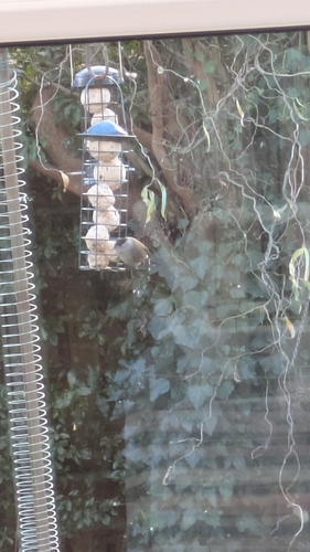 Eurasian Blackcap (Sylvia atricapilla), photo 1