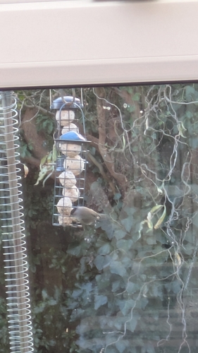 Eurasian Blackcap (Sylvia atricapilla), photo 2