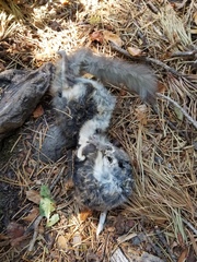 Glaucomys oregonensis