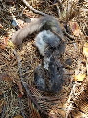 Glaucomys oregonensis