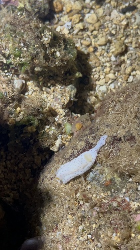 Chromodoris aspersa observed 2026-01-02