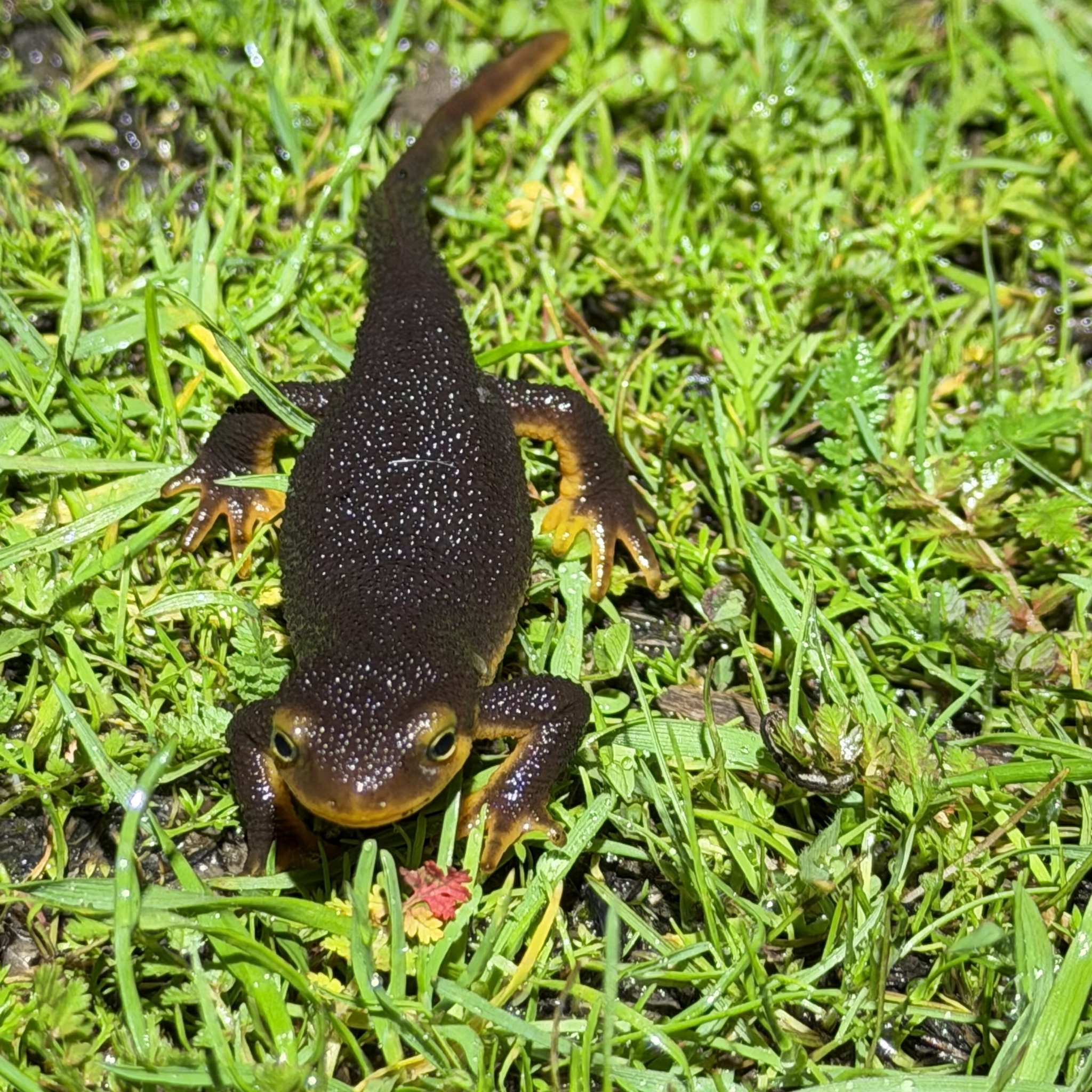 Taricha torosa (Rathke, 1833)