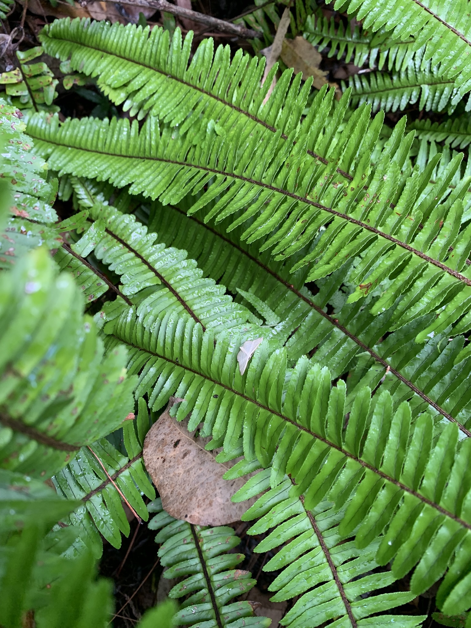 Nephrolepis × medlerae W.H.Wagner 3