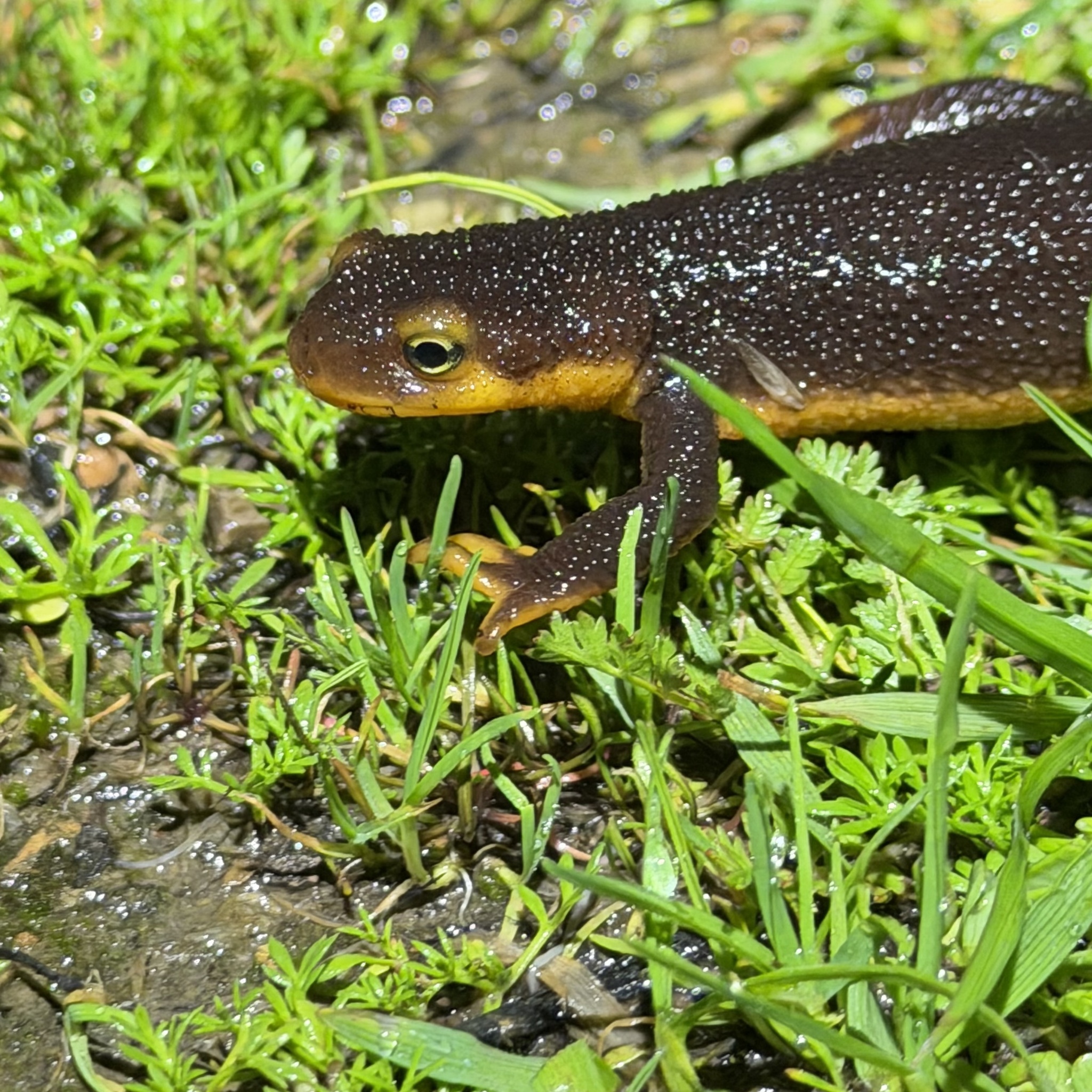 Taricha torosa (Rathke, 1833)