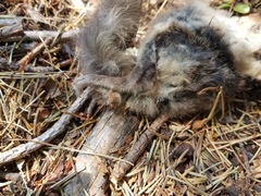 Glaucomys oregonensis