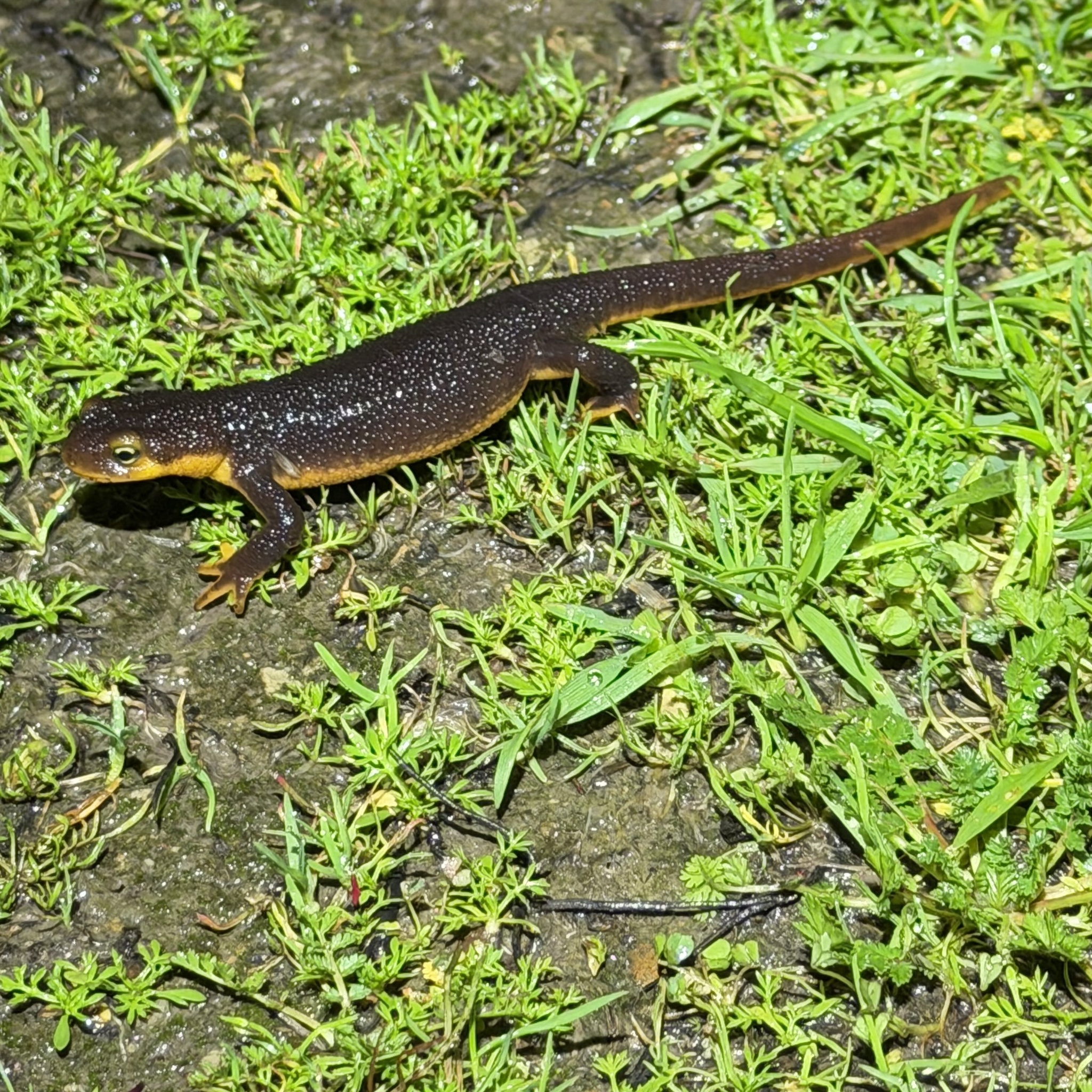 Taricha torosa (Rathke, 1833)