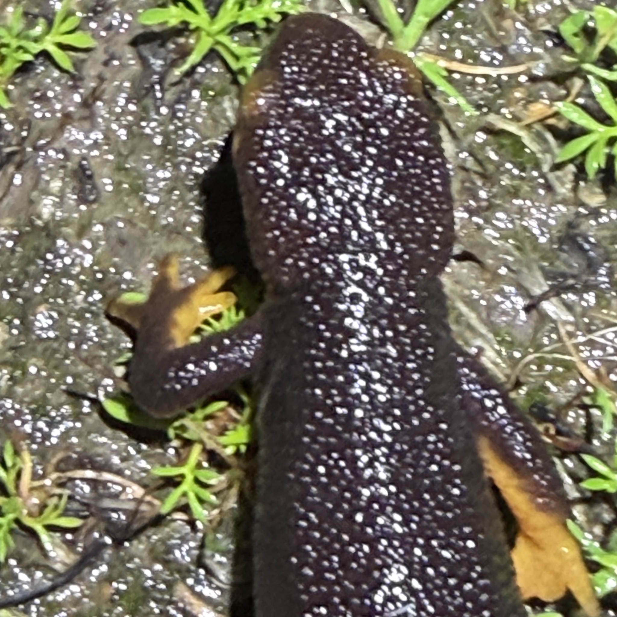 Taricha torosa (Rathke, 1833)