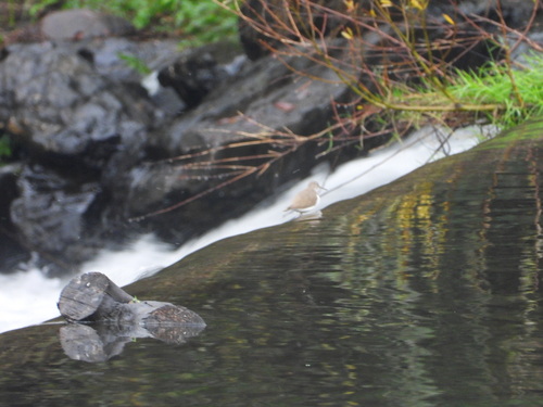 Common Sandpiper (Actitis hypoleucos), photo 7