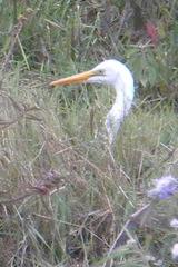 Ardea alba melanorhynchos