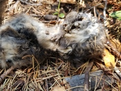 Glaucomys oregonensis