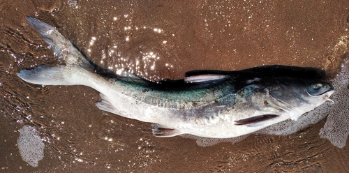 White Sea Catfish