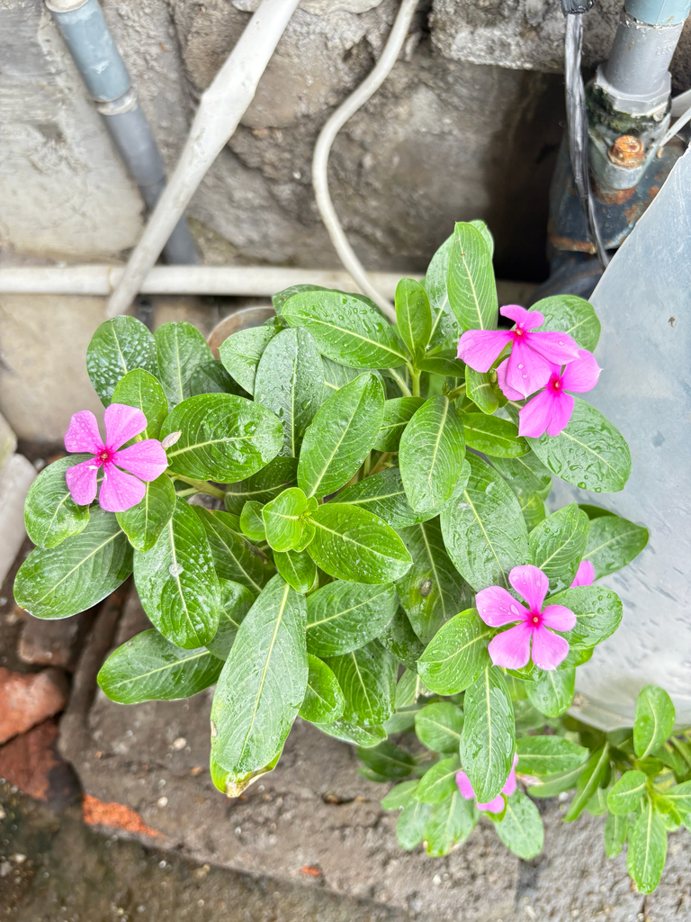 Cape periwinkle (Catharanthus roseus)