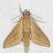 Pale Brown Hawkmoth - Photo (c) Ian  McMillan, some rights reserved (CC BY-NC)