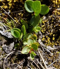 Gaultheria humifusa