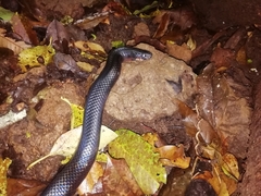 Lampropeltis micropholis