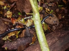 Lampropeltis micropholis