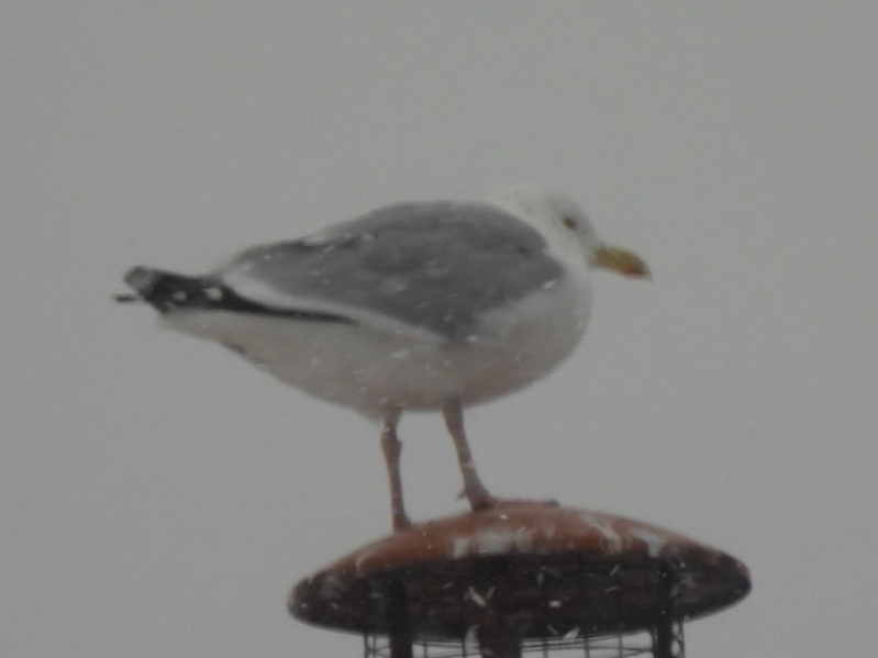 European Herring Gull (Larus argentatus), photo 2