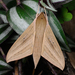 Pale Brown Hawkmoth - Photo (c) Shipher (士緯) Wu (吳), some rights reserved (CC BY-NC-SA)
