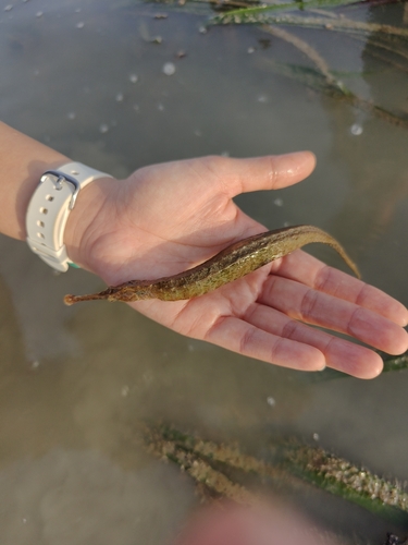 Syngnathoides biaculeatus observed 2026-01-03